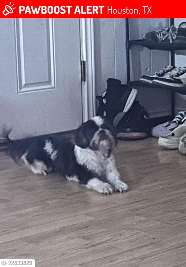 Lost Male Dog last seen Near Avenue C and Wayside , Houston, TX 77011