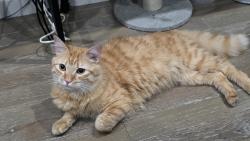 Reunited Male Cat last seen Irving ave and gates ave, Brooklyn, NY 11237
