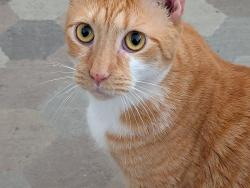 Lost Male Cat last seen Euclid av, Miami Beach, FL 33139