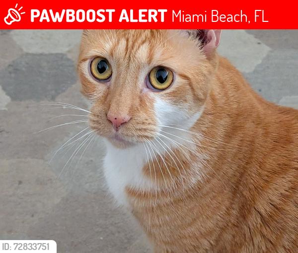 Lost Male Cat last seen Euclid av, Miami Beach, FL 33139