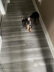 Found/Stray Female Dog last seen Branches subdivision , Brownsburg, IN 46112