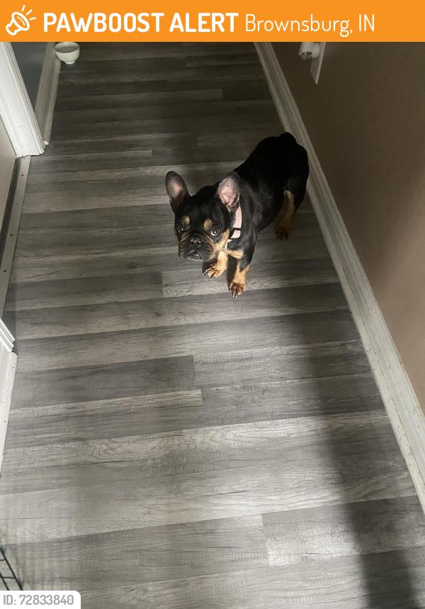 Found/Stray Female Dog last seen Branches subdivision , Brownsburg, IN 46112