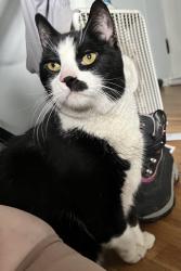 Found/Stray Male Cat last seen S 72nd and S Alaska Streets, Tacoma, WA 98408