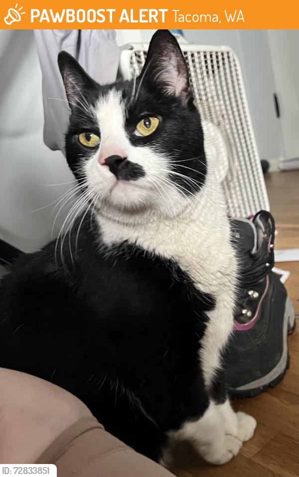 Found/Stray Male Cat last seen S 72nd and S Alaska Streets, Tacoma, WA 98408