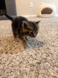 Found/Stray Female Cat last seen Meadowbrook and eastchase , Fort Worth, TX 76120