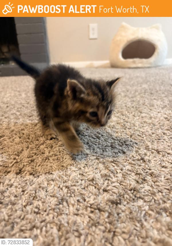 Found/Stray Female Cat last seen Meadowbrook and eastchase , Fort Worth, TX 76120