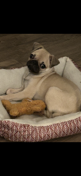 Lost Female Dog last seen Clinton & fruit , Fresno, CA 93705
