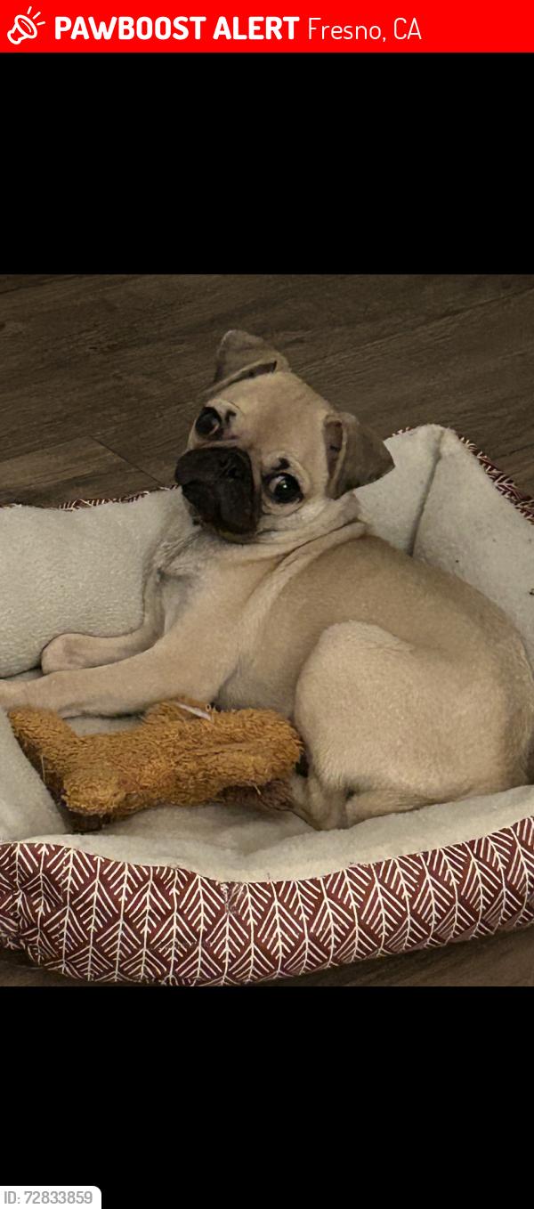 Lost Female Dog last seen Clinton & fruit , Fresno, CA 93705