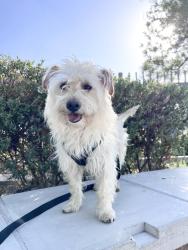 Found/Stray Male Dog last seen 1st street, San Jacinto, CA 92583