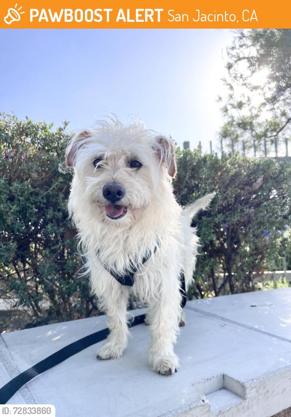 Found/Stray Male Dog last seen 1st street, San Jacinto, CA 92583