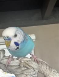 Lost Male Bird last seen Near nw 67th ave margate FL, Margate, FL 33063