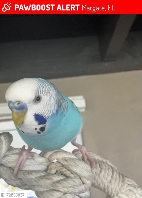 Lost Male Bird last seen Near nw 67th ave margate FL, Margate, FL 33063