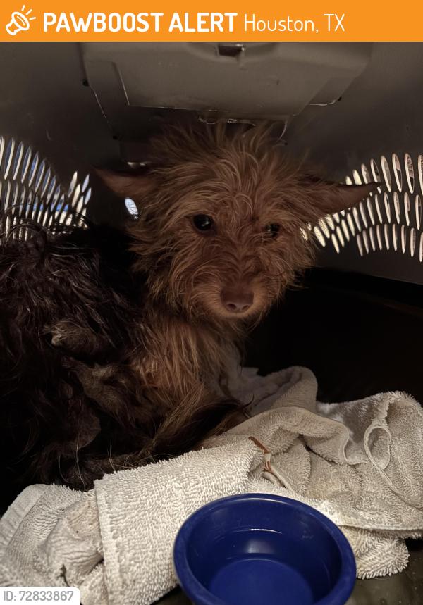 Found/Stray Unknown Dog last seen N Eldridge Parkway & Hastings Green Drive, Houston, TX 77065