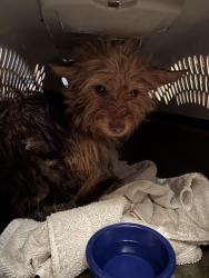 Found/Stray Unknown Dog last seen N Eldridge Parkway & Hastings Green Drive, Houston, TX 77065