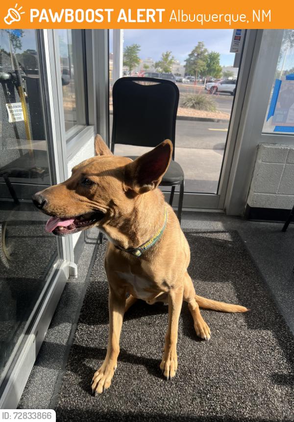 Found/Stray Male Dog last seen Valvoline off of Menaul, Albuquerque, NM 87110