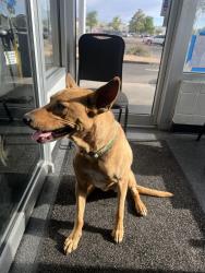 Found/Stray Male Dog last seen Valvoline off of Menaul , Albuquerque, NM 87110