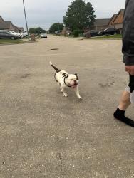 Found/Stray Male Dog last seen Viridian lane, Fort Worth, TX 76123