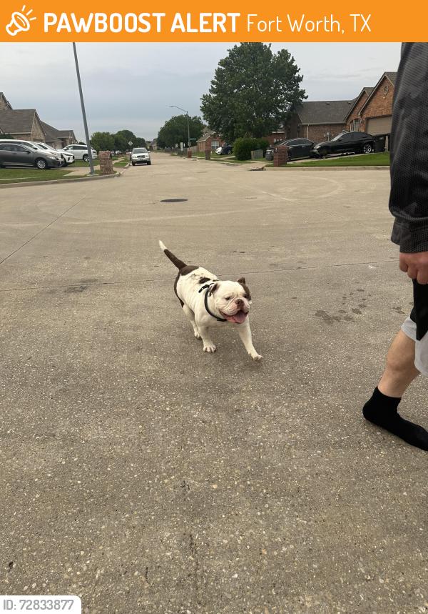 Found/Stray Male Dog last seen Viridian lane, Fort Worth, TX 76123
