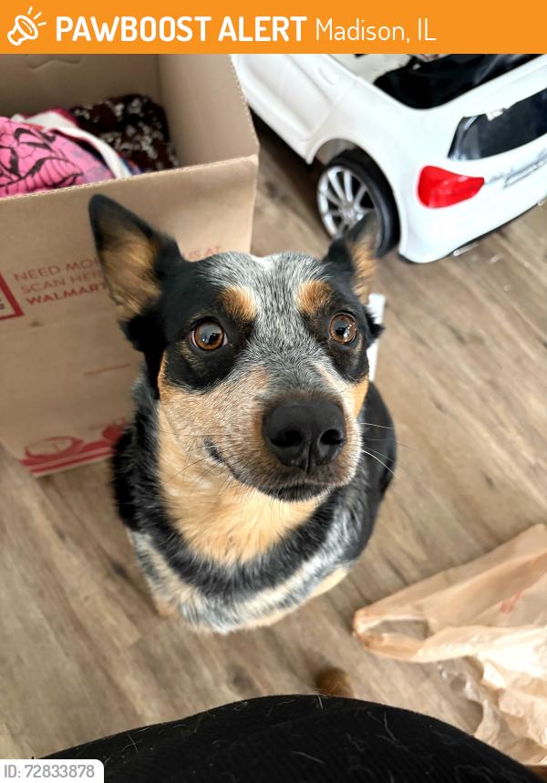 Found/Stray Female Dog last seen Circle k , Madison, IL 62060
