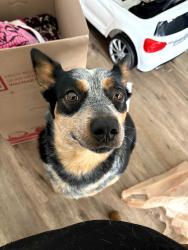 Found/Stray Female Dog last seen Circle k , Madison, IL 62060