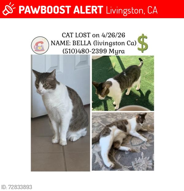 Lost Female Cat last seen Walnut Street, Livingston, CA 95334