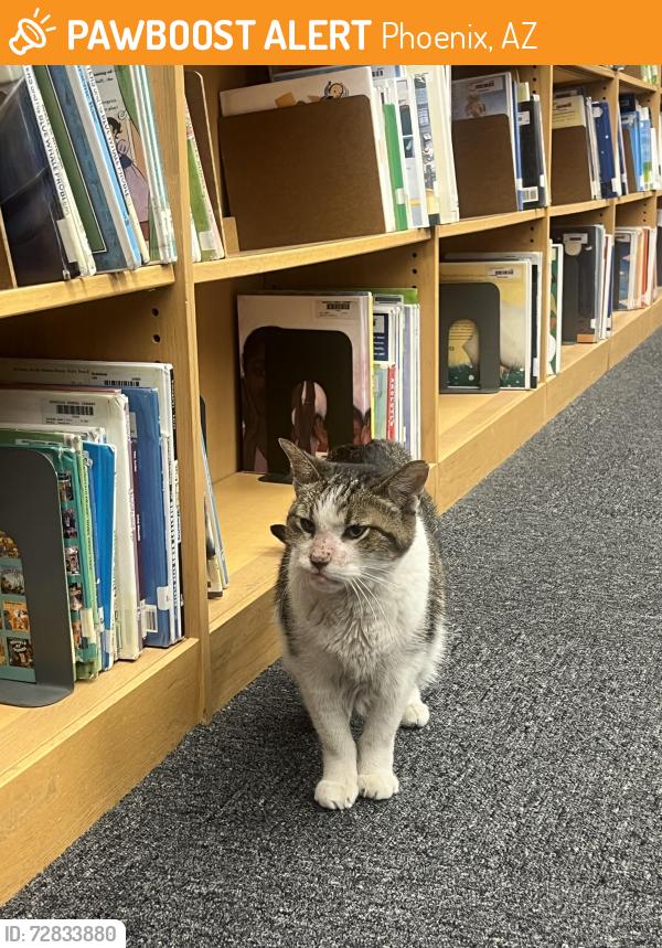 Found/Stray Male Cat last seen 32nd ave and Glendale, Phoenix, AZ 85017