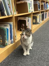 Found/Stray Male Cat last seen 32nd ave and Glendale, Phoenix, AZ 85017