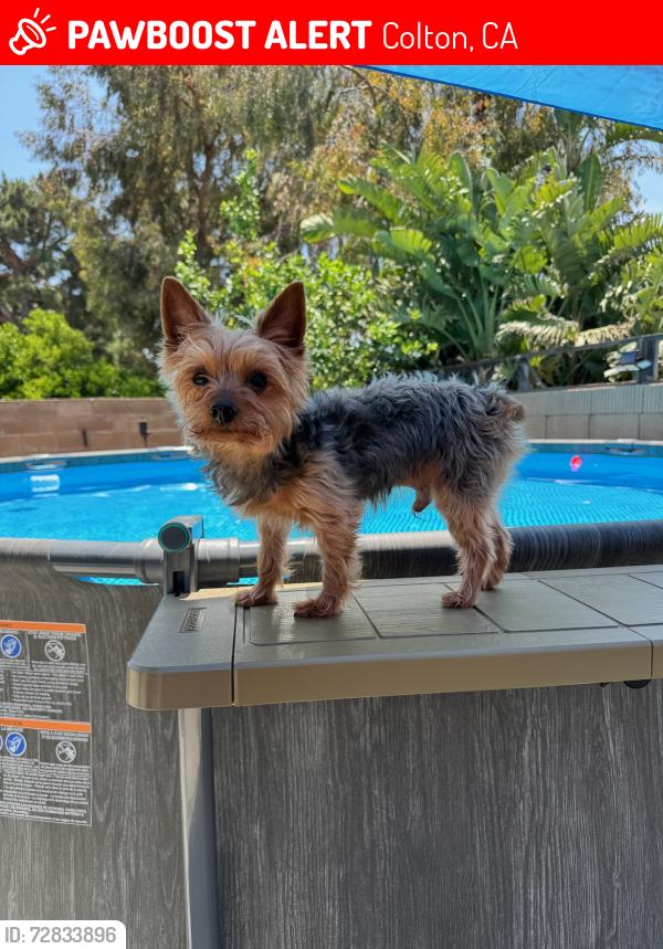 Lost Male Dog last seen Sandalwood and cherrytree road, Colton, CA 92324