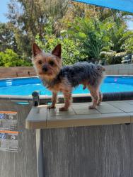 Lost Male Dog last seen Sandalwood and cherrytree road, Colton, CA 92324