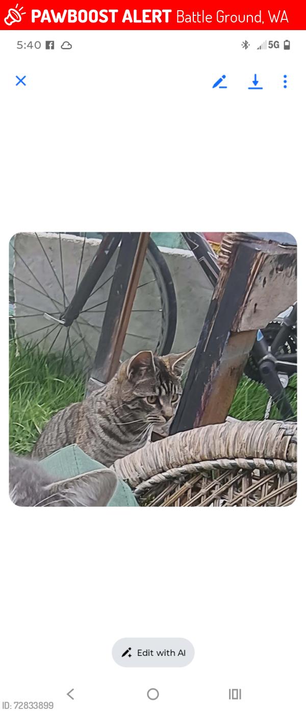 Lost Female Cat last seen 88th, Battle Ground, WA 98604