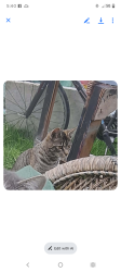 Lost Female Cat last seen 88th, Battle Ground, WA 98604