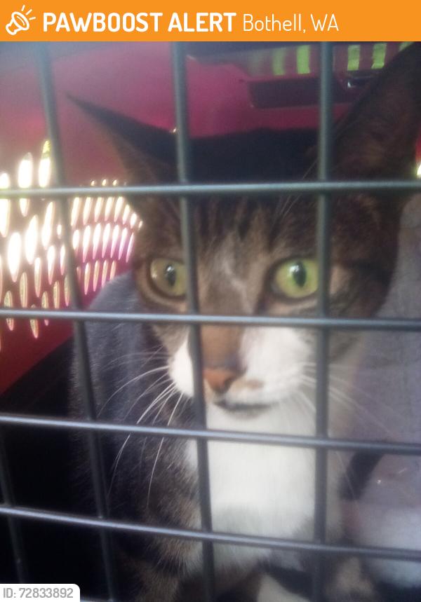 Found/Stray Male Cat last seen Stolen park, Bothell, WA 98021