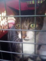 Found/Stray Male Cat last seen Stolen park, Bothell, WA 98021