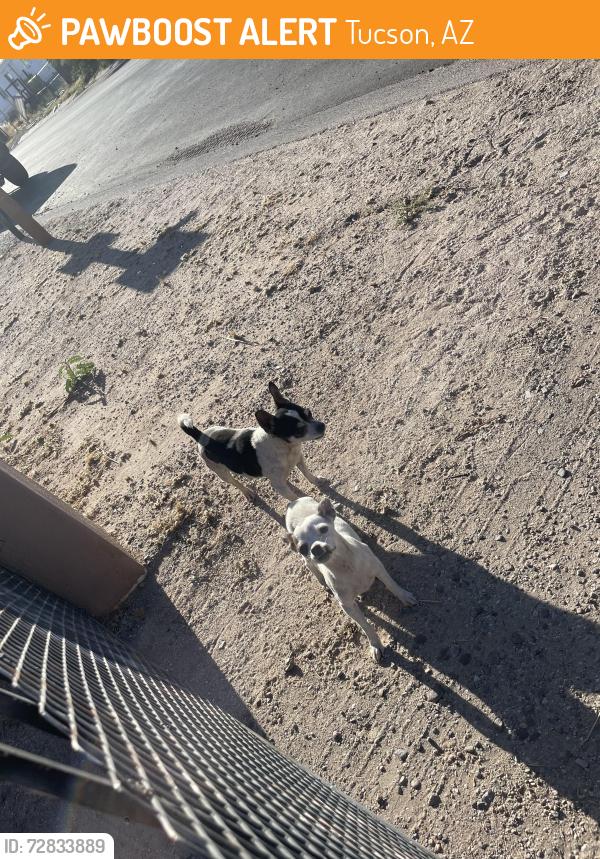 Found/Stray Female Dog last seen Near e calle Antonia 85706, Tucson, AZ 85706