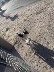 Found/Stray Female Dog last seen Near e calle Antonia 85706, Tucson, AZ 85706