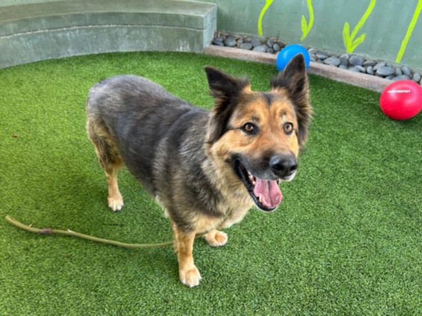 Shelter Stray Male Dog last seen , Los Angeles, CA 91405
