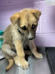 Shelter Stray Female Dog last seen , GA , Fort Bliss, TX 79906