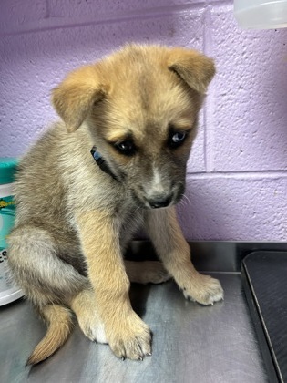 Shelter Stray Female Dog last seen , GA , Fort Bliss, TX 79906