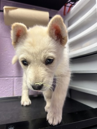 Shelter Stray Female Dog last seen , GA , Fort Bliss, TX 79906