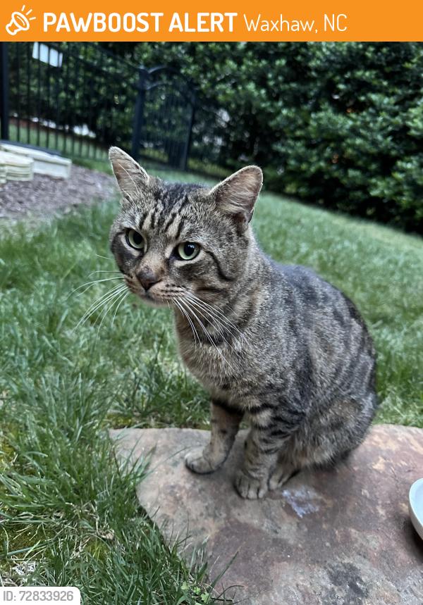 Found/Stray Unknown Cat last seen Hansler lane, Waxhaw, NC 28173