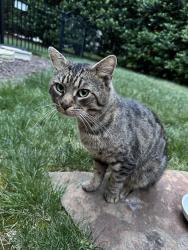 Found/Stray Unknown Cat last seen Hansler lane, Waxhaw, NC 28173