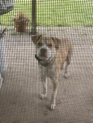 Found/Stray Male Dog last seen Fm 344- cedar Bay, Smith County, TX 75757