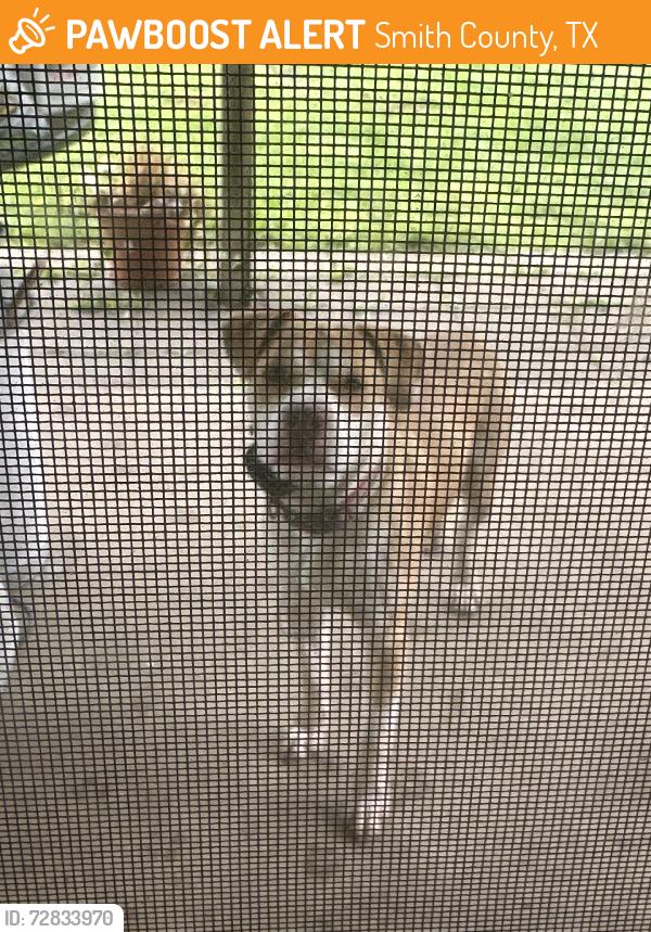 Found/Stray Male Dog last seen Fm 344- cedar Bay, Smith County, TX 75757