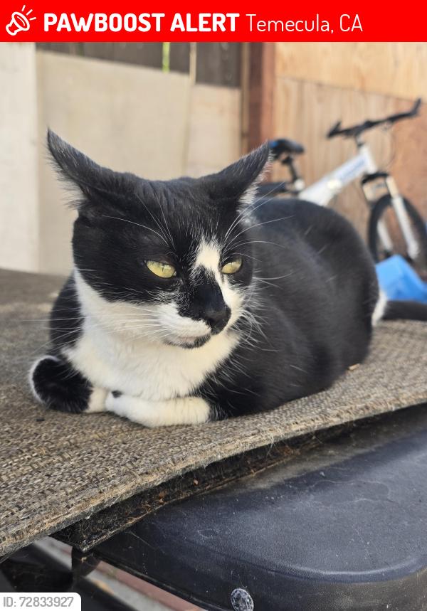 Lost Female Cat last seen 32045Camino Herencia,Temecula,Ca 92592, Temecula, CA 92592