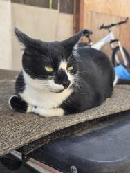 Lost Female Cat last seen 32045Camino Herencia,Temecula,Ca 92592, Temecula, CA 92592