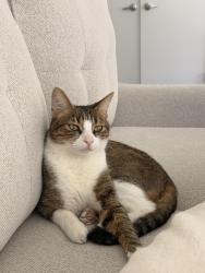 Lost Male Cat last seen Camino De Vista, San Juan Capistrano, CA 92675