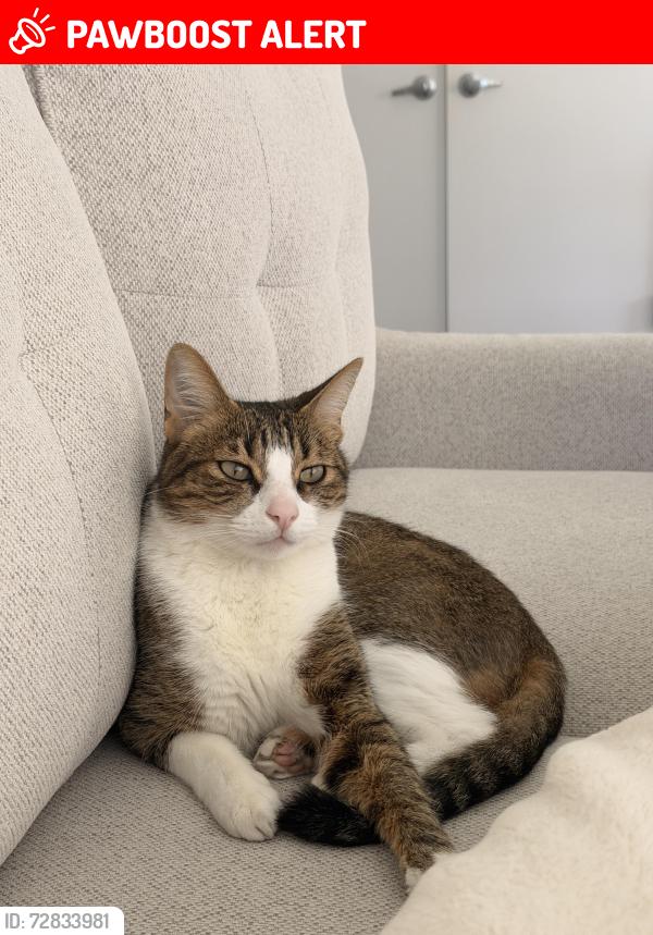Lost Male Cat last seen Camino De Vista, San Juan Capistrano, CA 92675