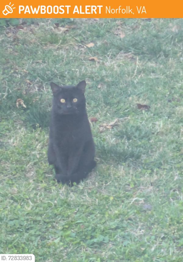 Found/Stray Unknown Cat last seen E Balview ave & Cheseapeake, Norfolk, VA 23503