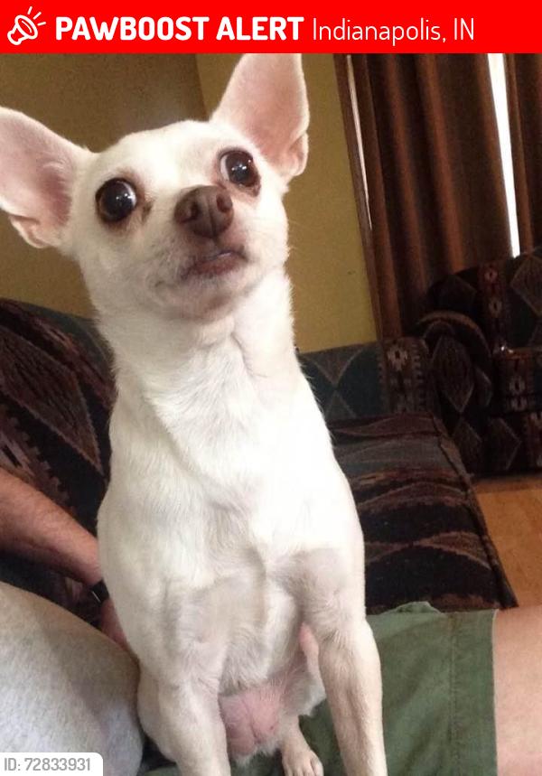 Lost Female Dog last seen Thompson rd, Indianapolis, IN 46217