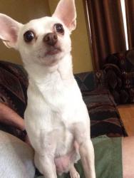Lost Female Dog last seen Thompson rd, Indianapolis, IN 46217